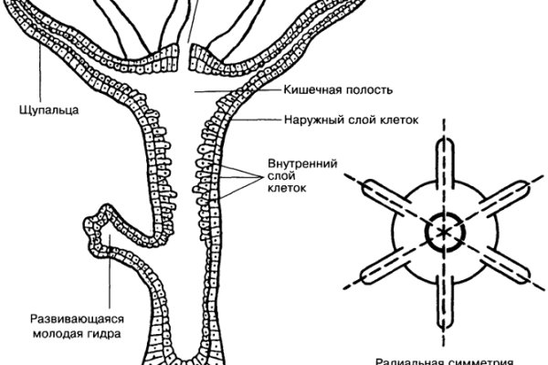 Купить ганджу